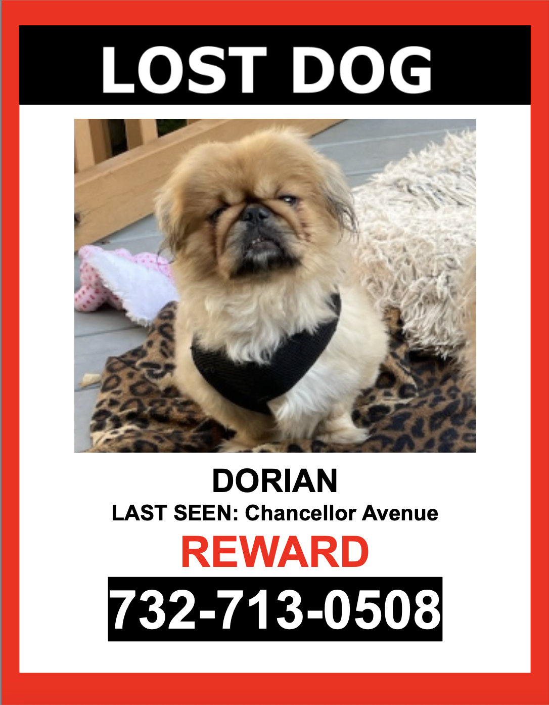 Lost pekingese shop