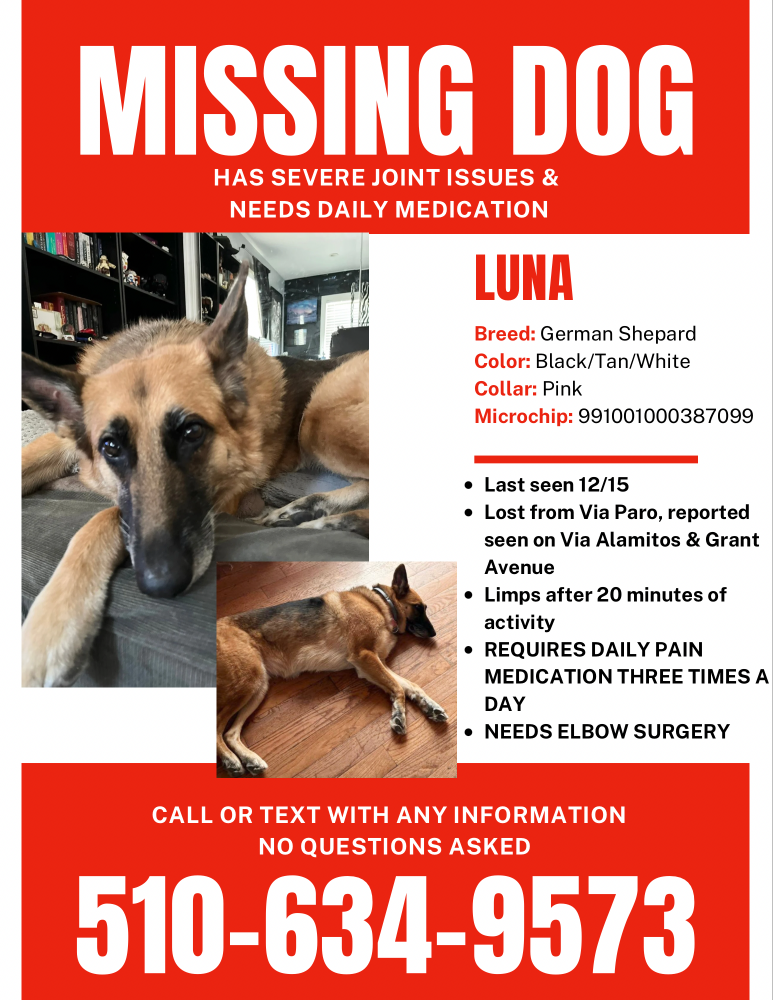 Lost Dog German Shepherd in SAN LORENZO, CA - Lost My Doggie
