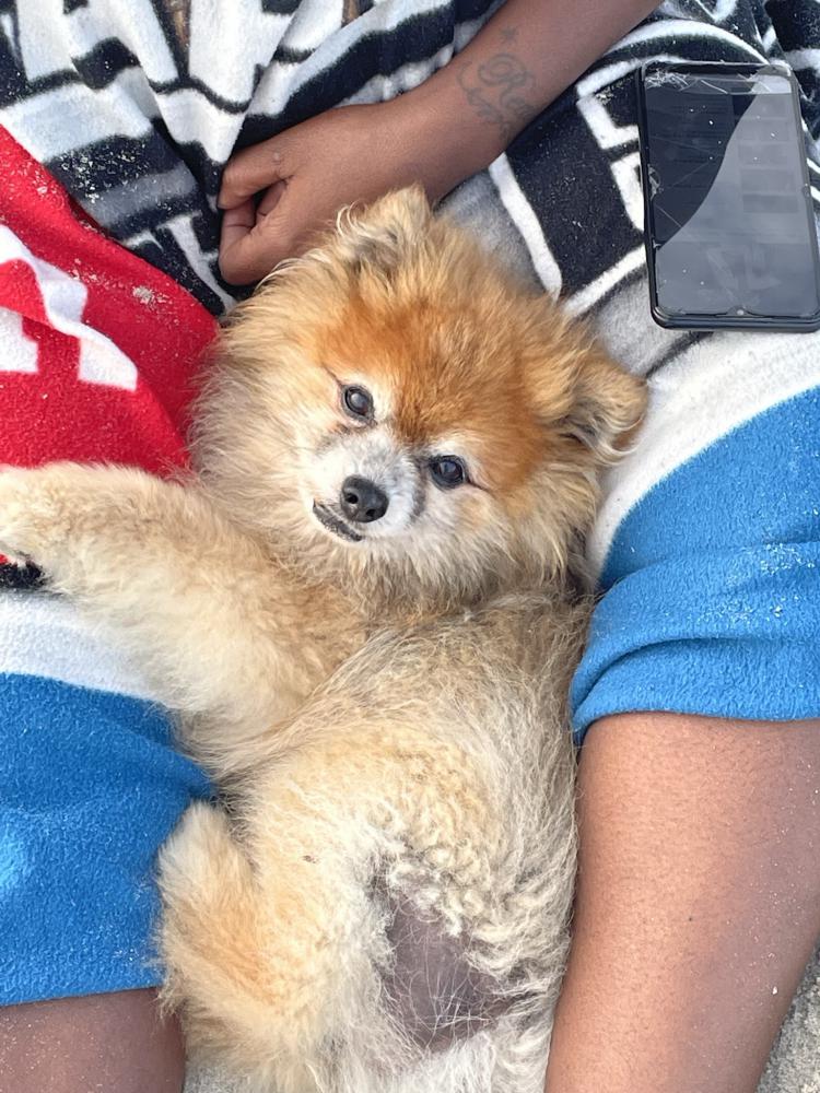 Lost Dog Pomeranian in ROCKAWAY PARK NY Lost My Doggie