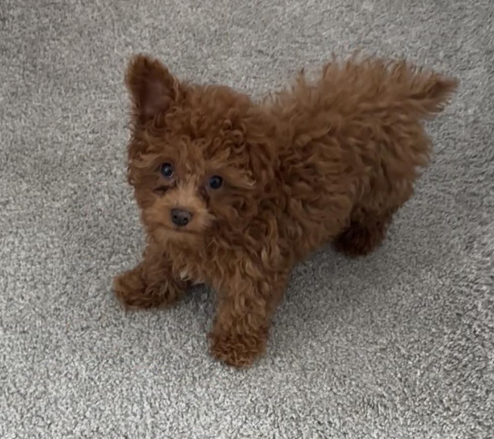 Lost dog poodle in forney tx lost my doggie