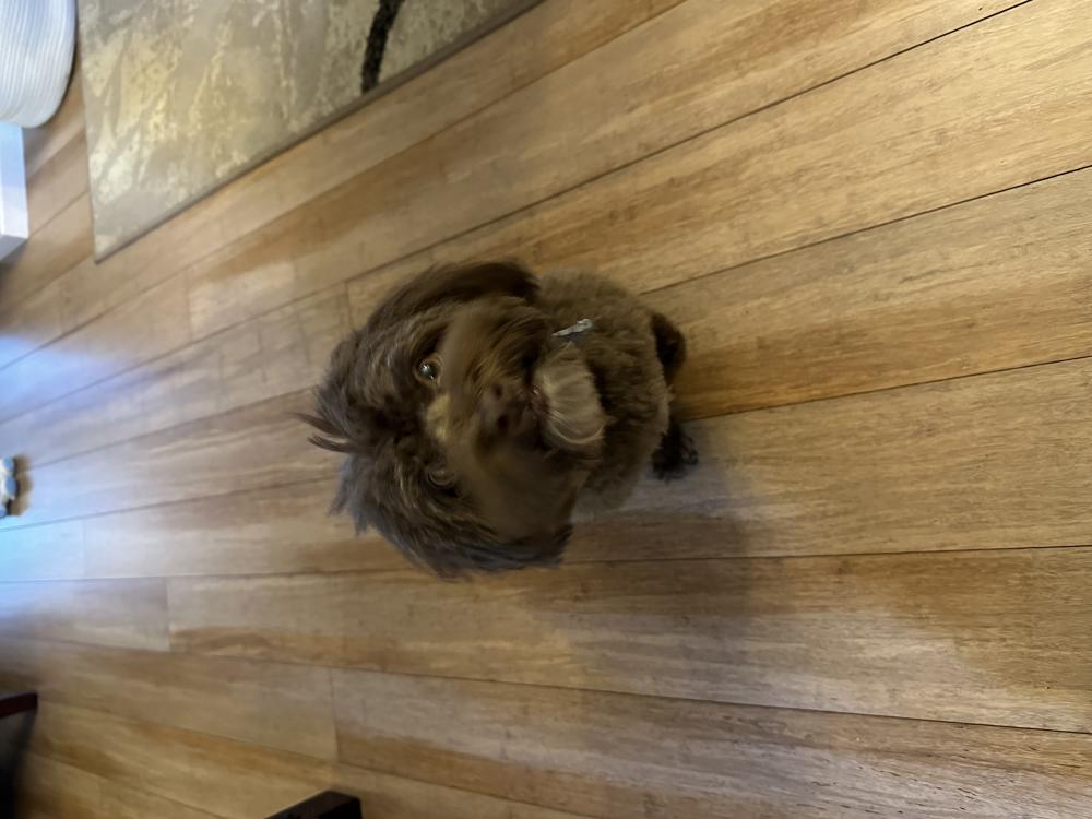 Lost Dog Havanese in LAKE KATRINE, NY Lost My Doggie