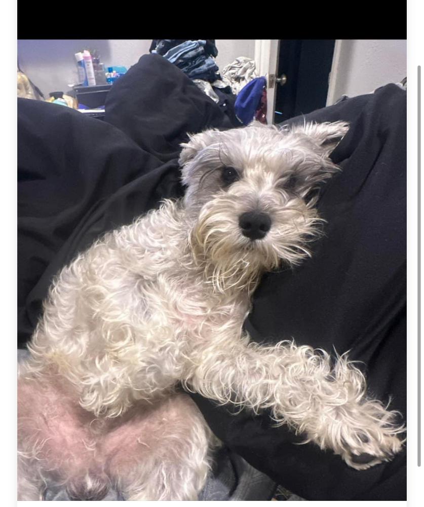 Lost sales miniature schnauzer