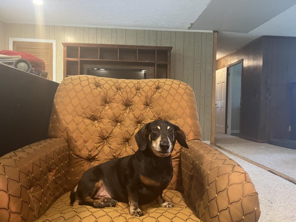 Lost Dog Dachshund in CUMMING, GA Lost My Doggie