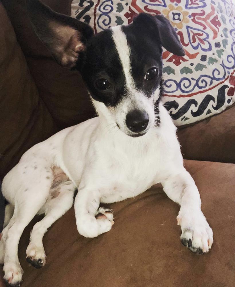 Lost Dog Chihuahua in EL PASO, TX - Lost My Doggie