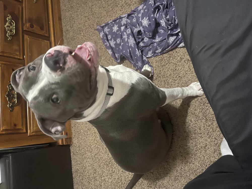 Found Dog “Blue”