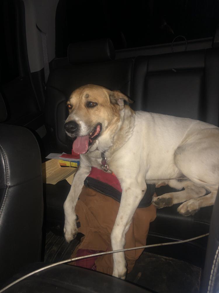 Lost Dog Mixed Breed in GLADEWATER, TX Lost My Doggie