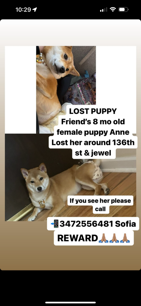 Image of Anne, Lost Dog