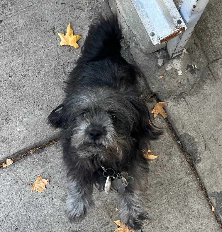 Lost Dog Mixed Breed in LOS ANGELES, CA - Lost My Doggie