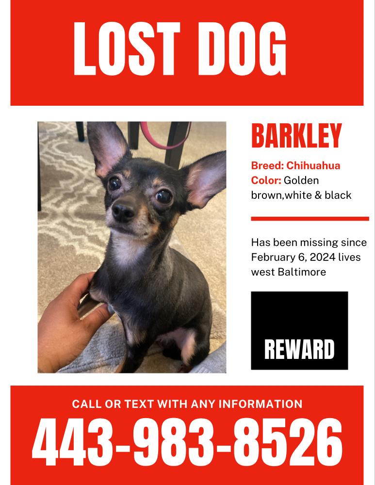 Image of Barkley, Lost Dog