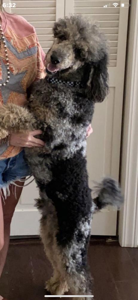 Lost Dog Poodle in BURDETTE, AR - Lost My Doggie
