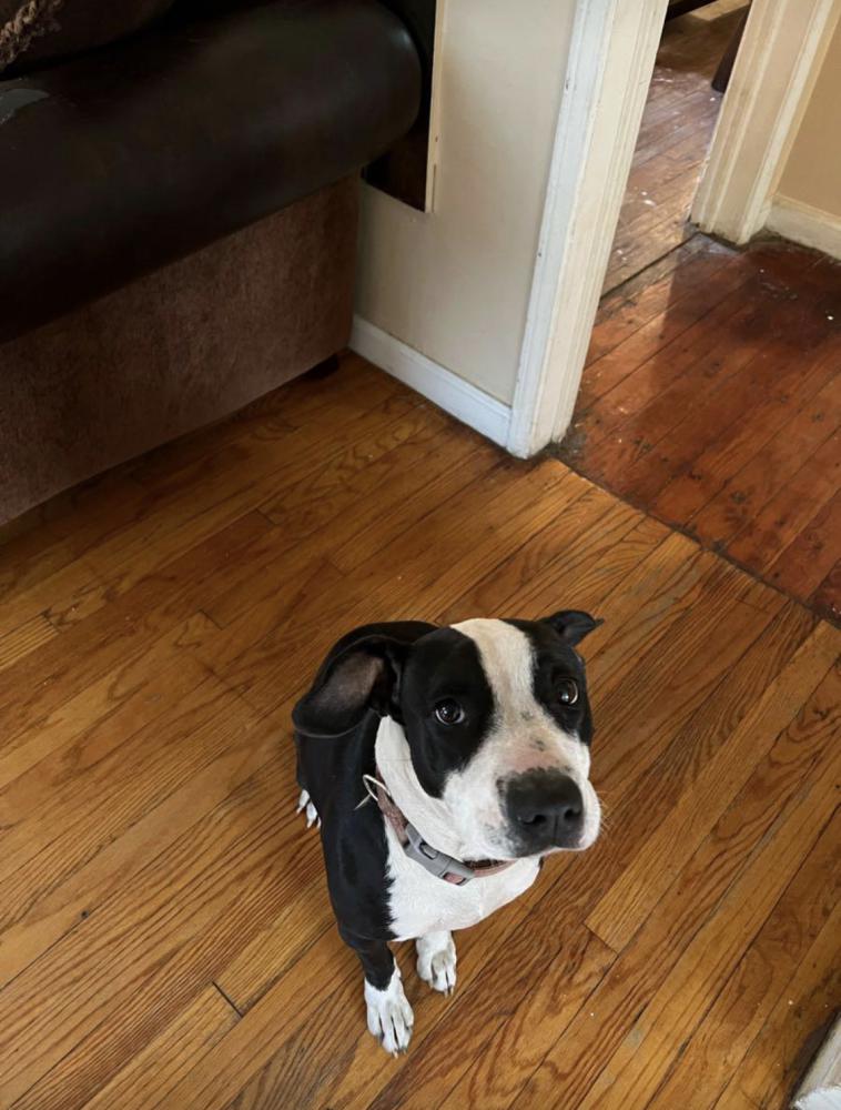 Lost Dog Pit Bull in DETROIT, MI - Lost My Doggie