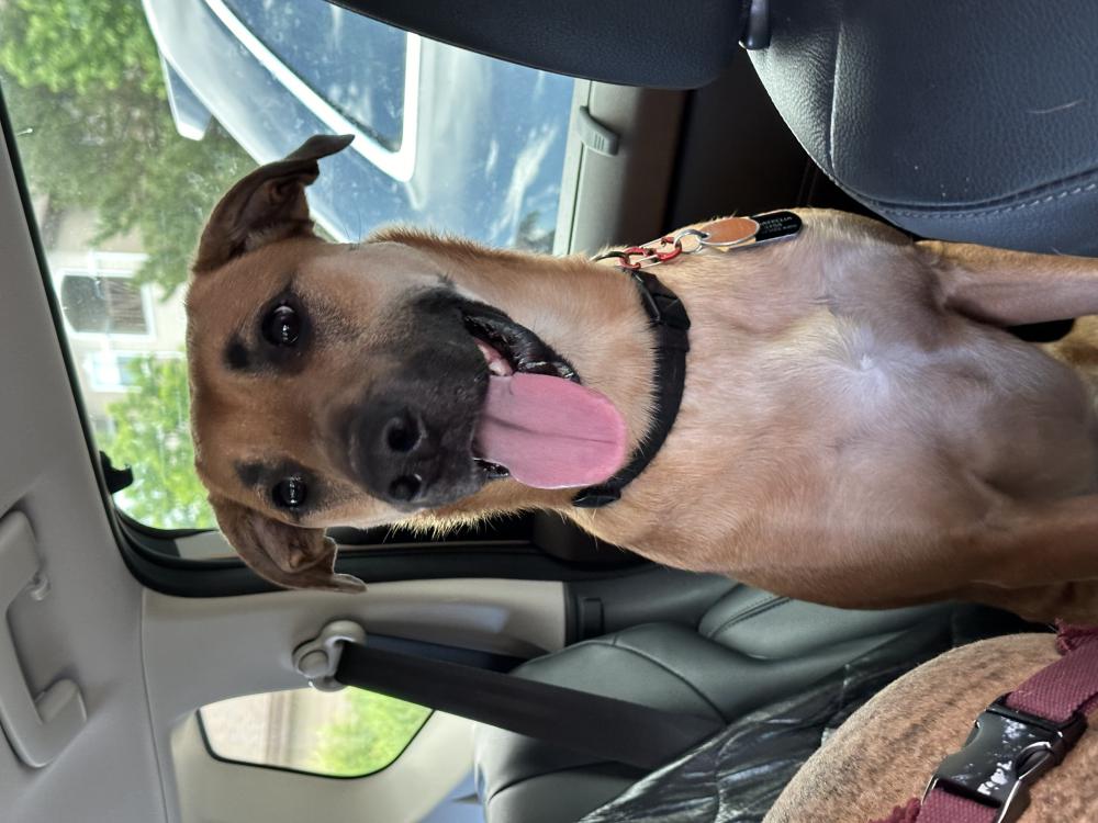 Found Dog Yogi