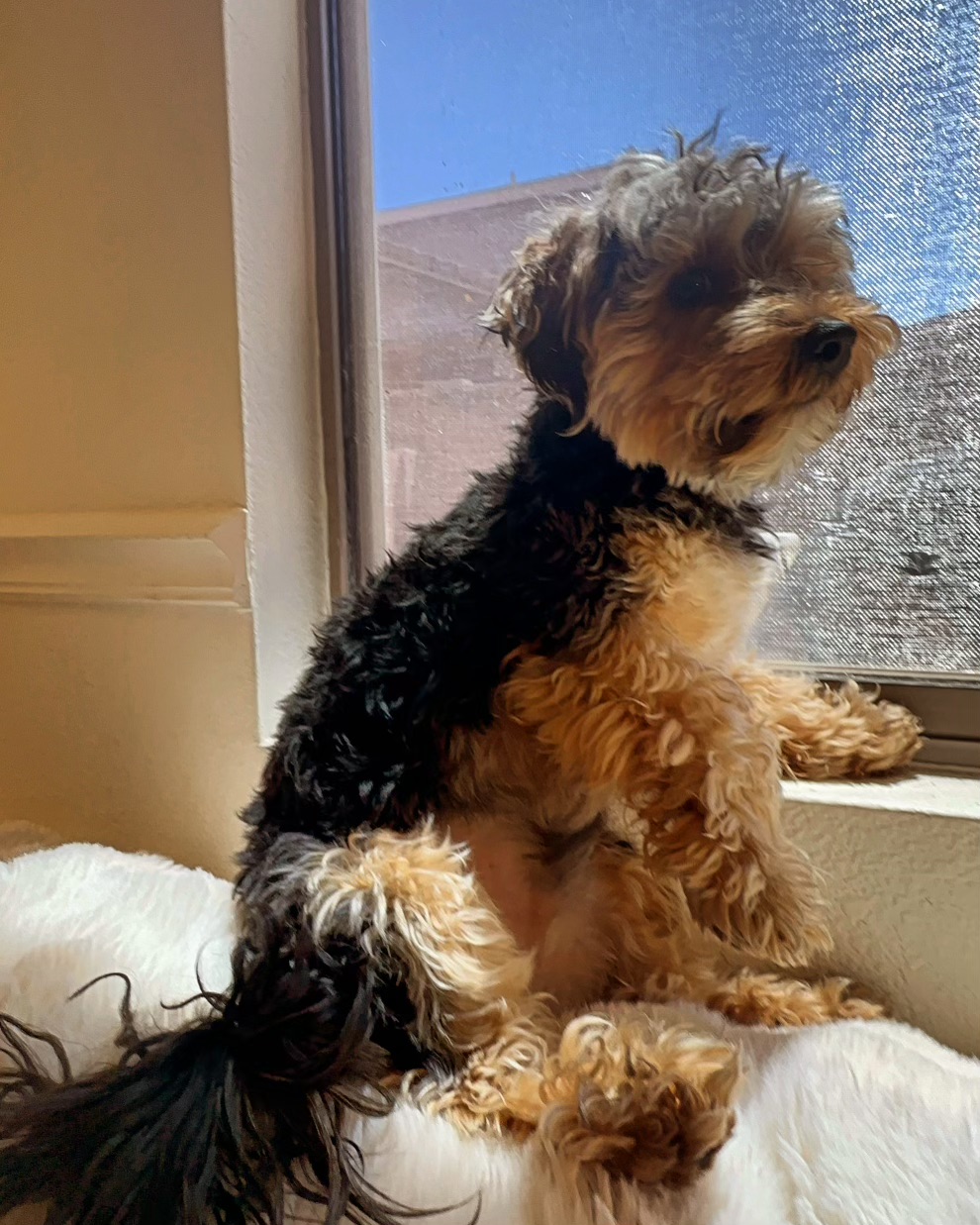 Found Dog Teddy or Yada