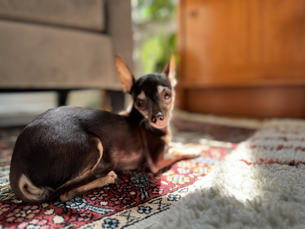 Found Dog Ernie