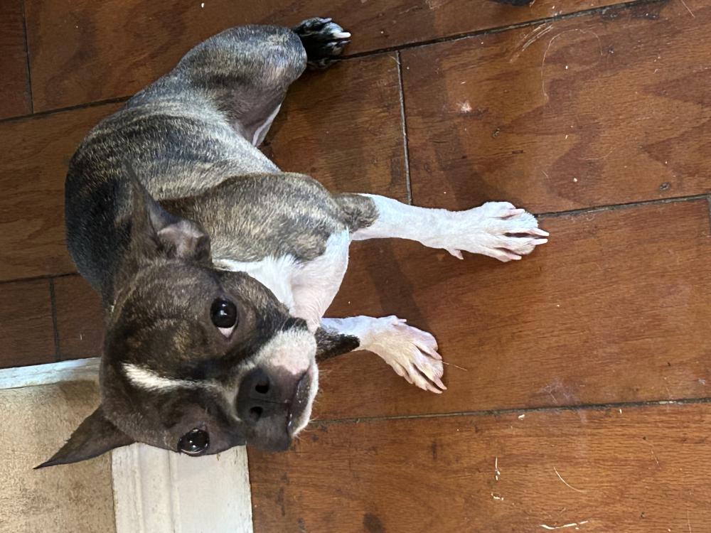 Found Dog Brioche