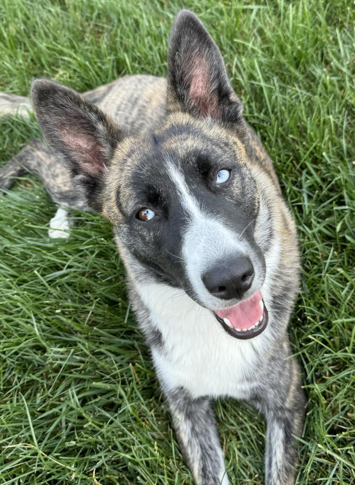 Found Dog Apple