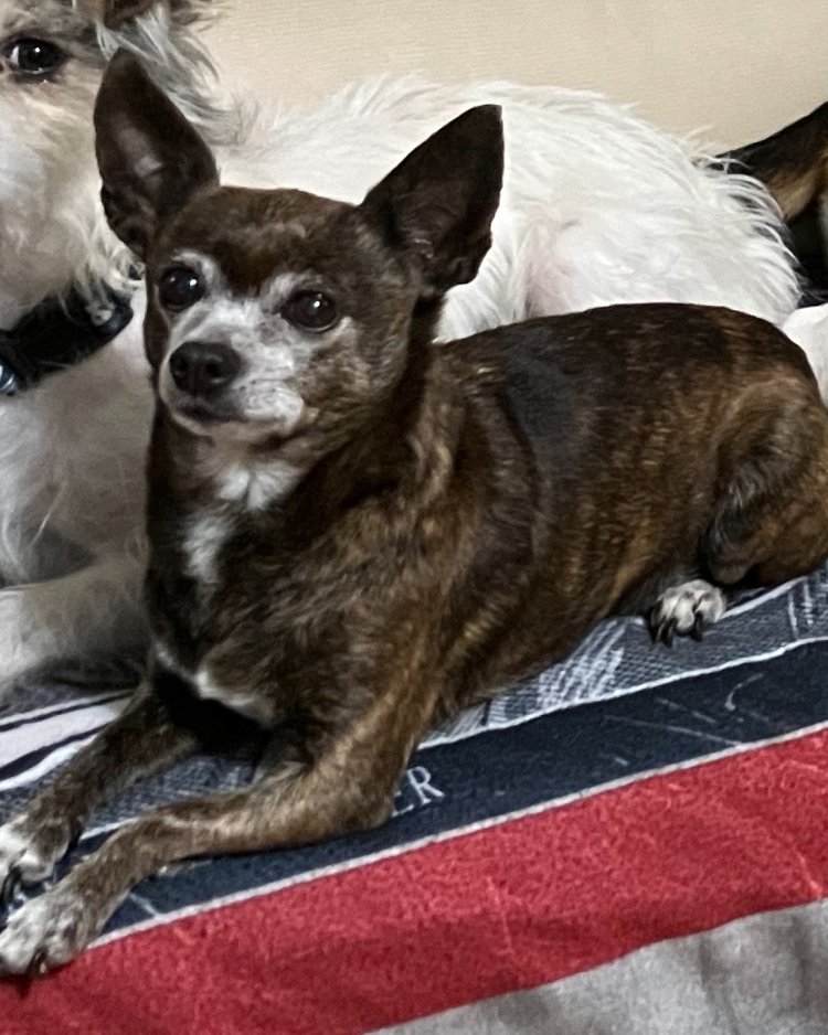 Lost Dog Chihuahua in MESQUITE, TX Lost My Doggie