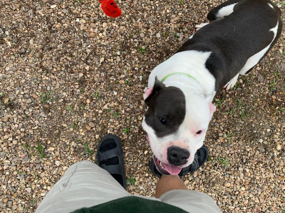 Lost Dog Pit Bull in CHANNELVIEW, TX Lost My Doggie