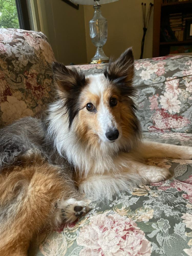 Found Dog Penny