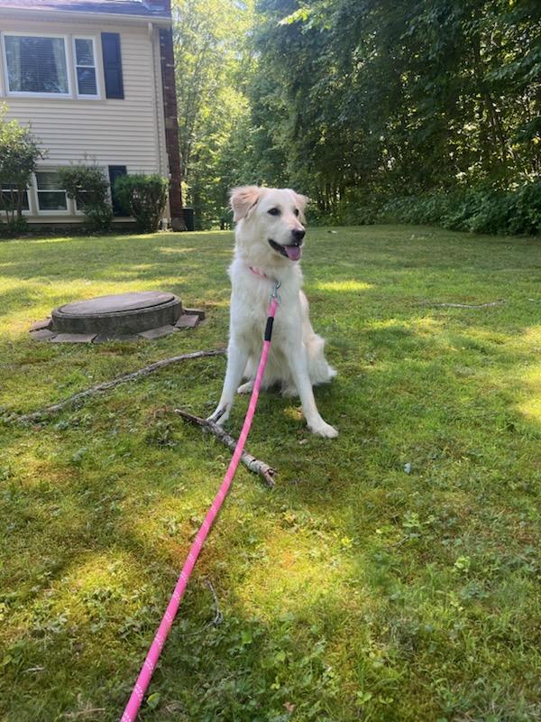 Found Dog Luna