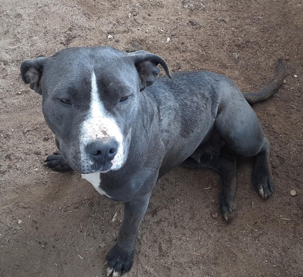 Lost Dog Pit Bull in PERRIS, CA - Lost My Doggie