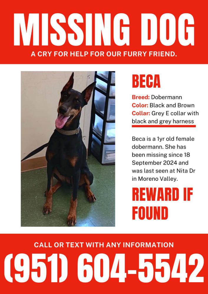 Sale missing doberman on Sale
