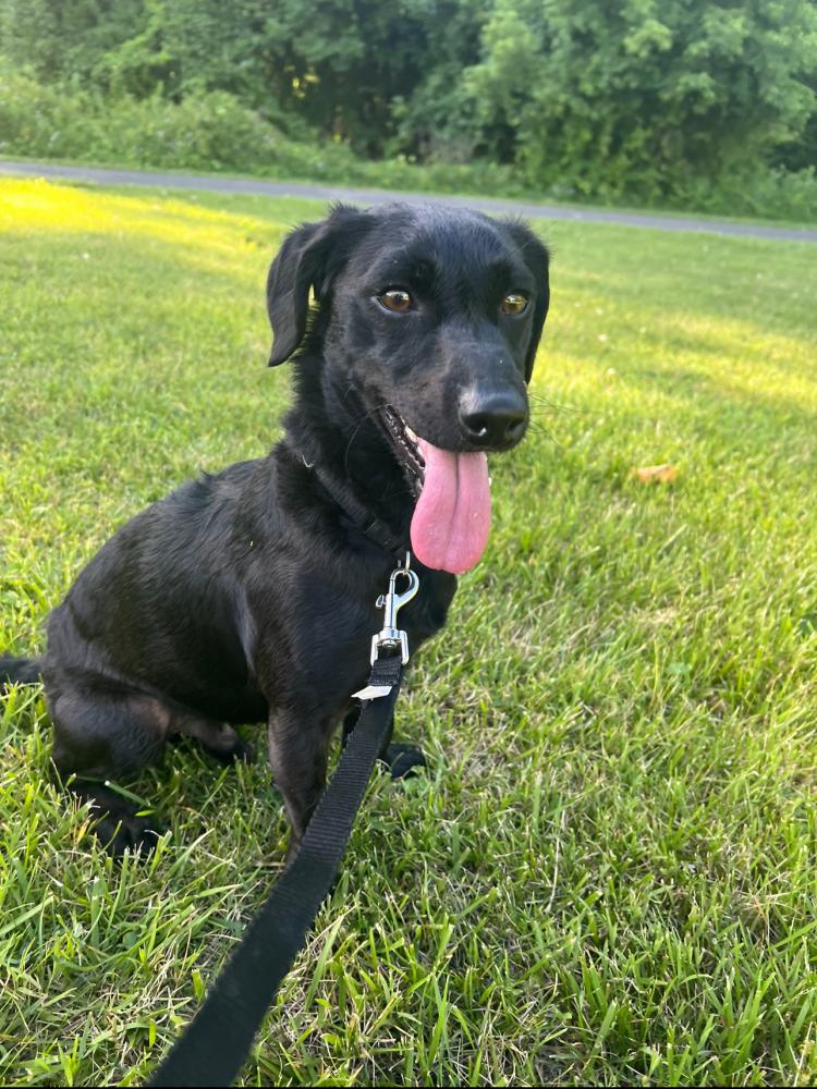 Found Dog Champ