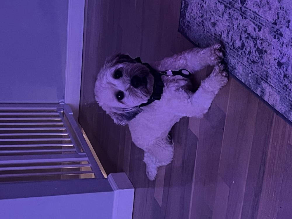 Found Dog Kobe