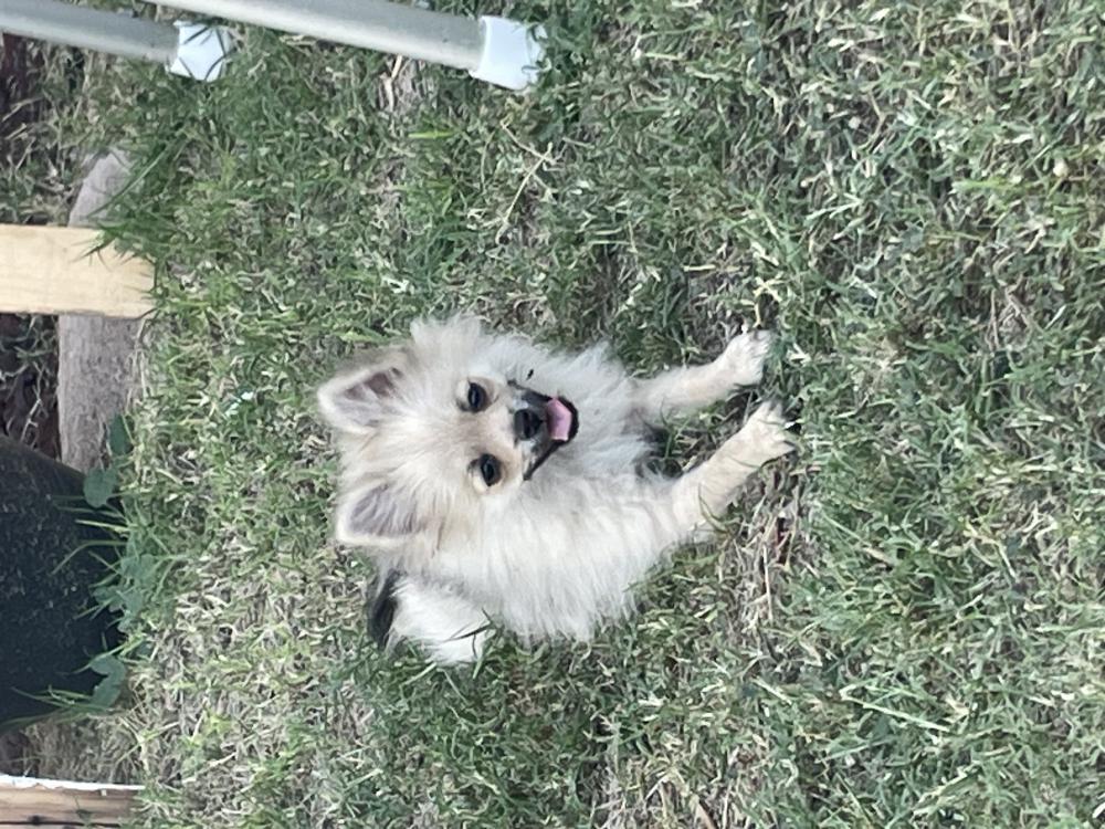 Found Dog Tita(Vente)