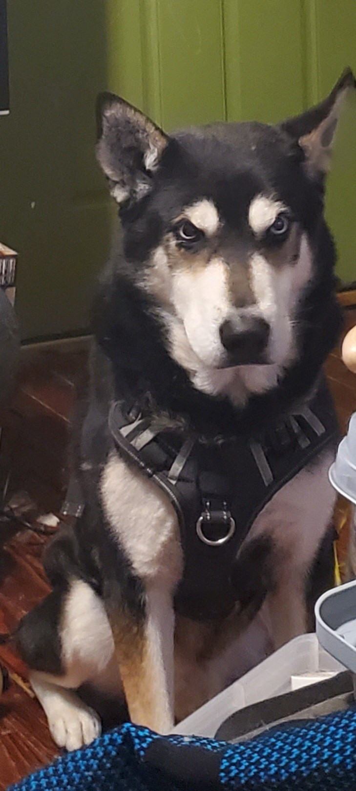 Lost Dog Siberian Husky in SAN ANTONIO, TX Lost My Doggie