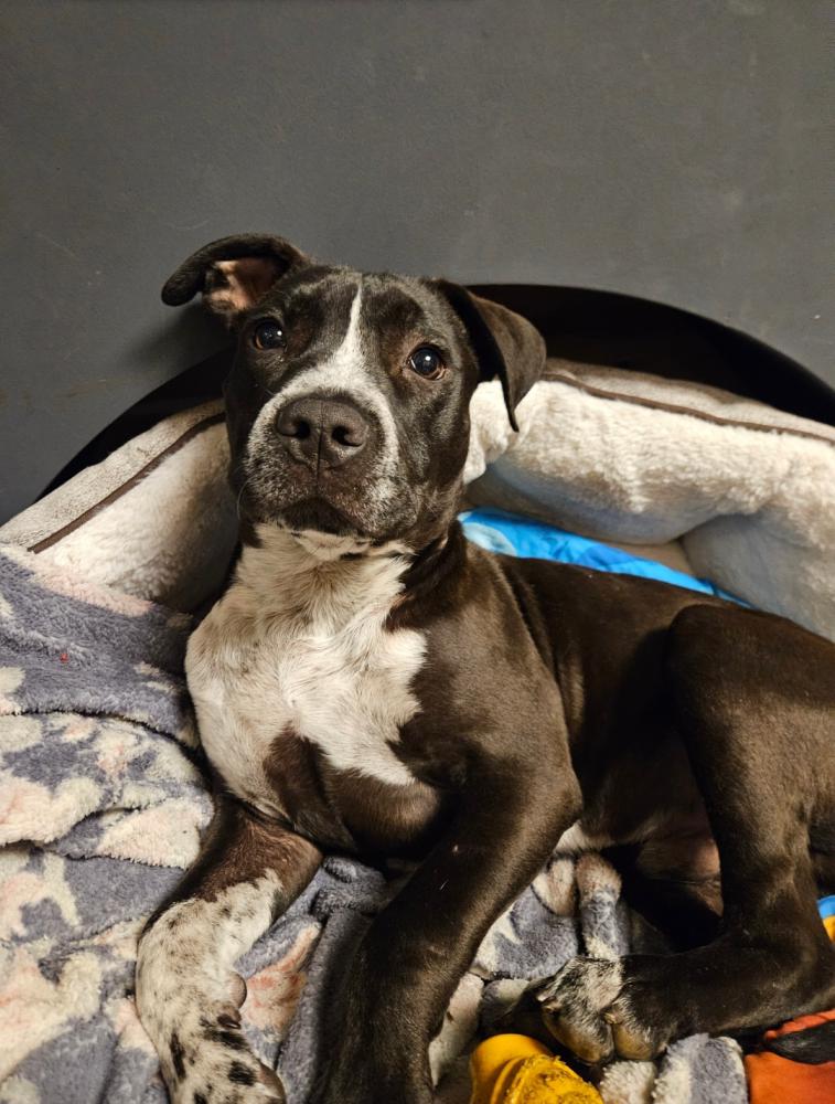 Lost Dog Pit Bull in MARTINEZ, CA Lost My Doggie