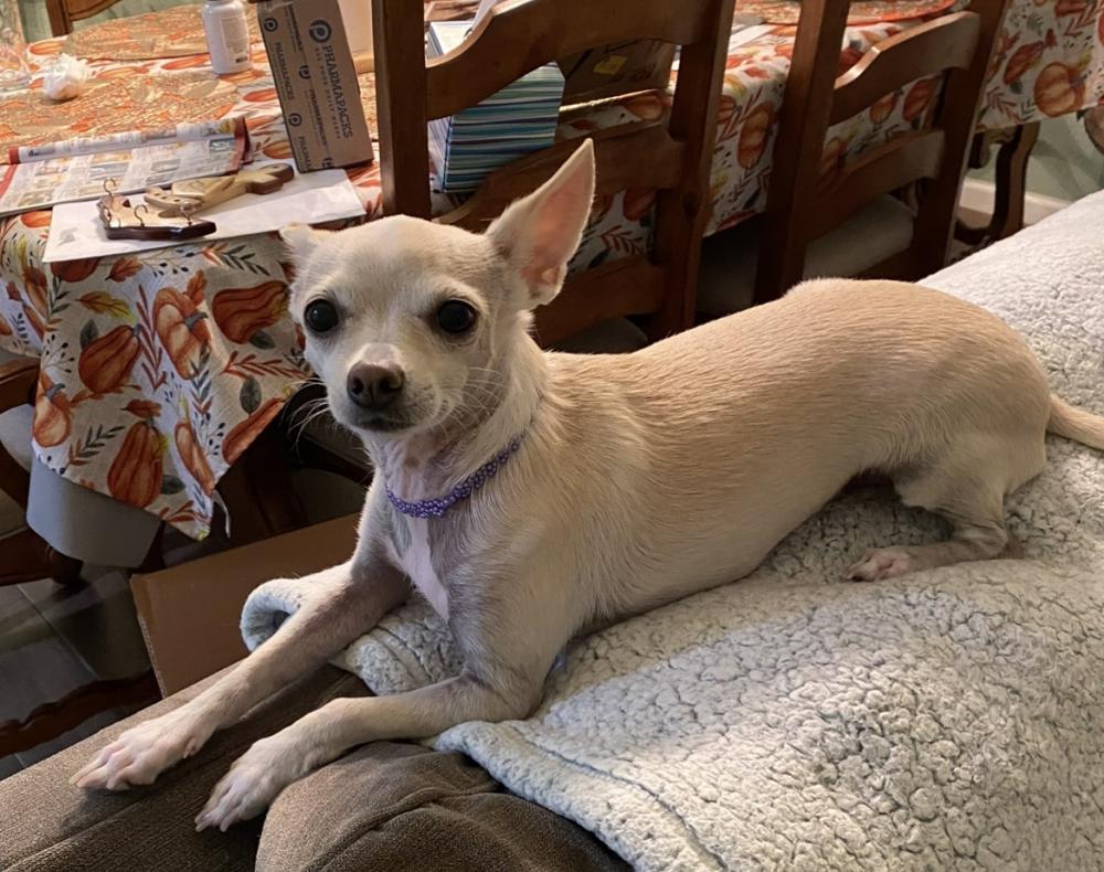 Lost Dog Chihuahua in HENDERSON, NV Lost My Doggie
