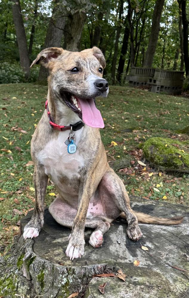 Found Dog Maverick