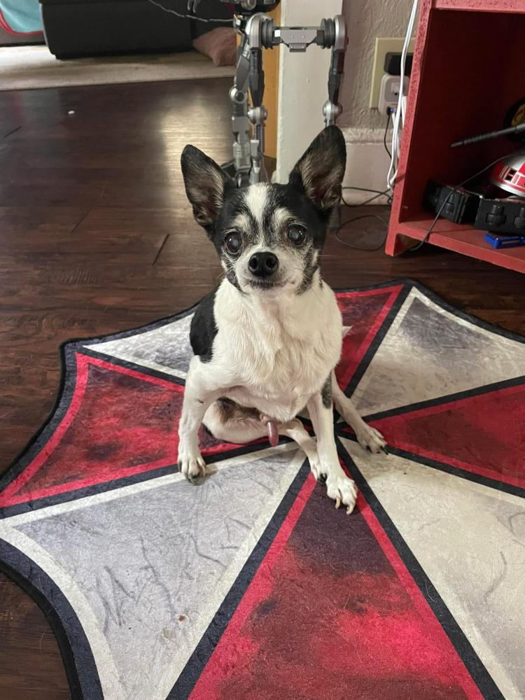 Found Dog Elvis