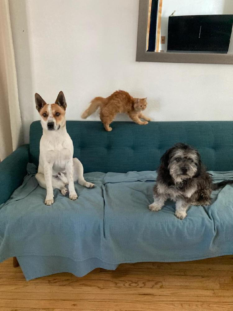 Found Dog Scout
