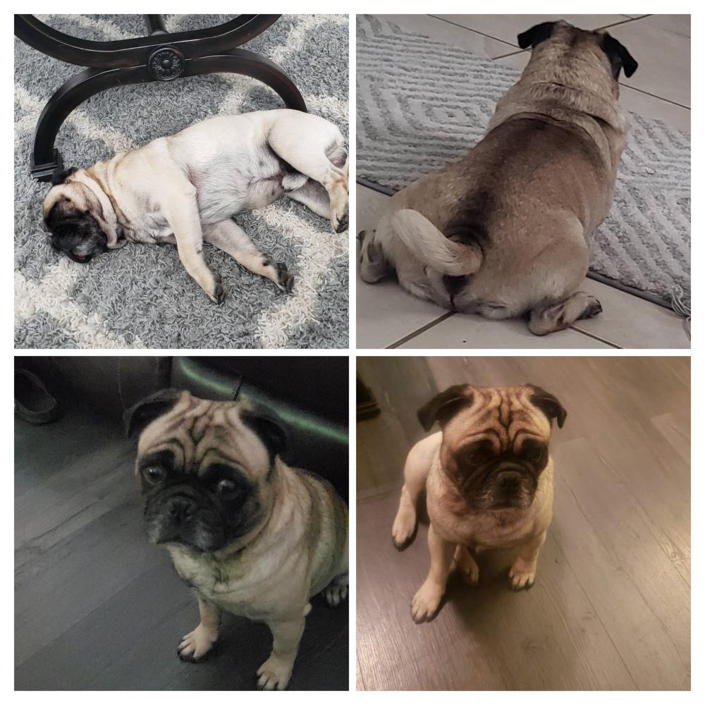 Found Dog Rocky