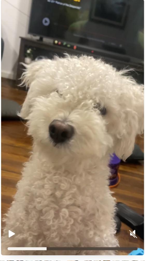 Found Dog Wily