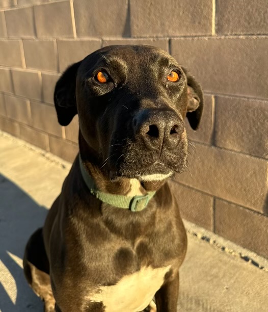 Found Dog Koda