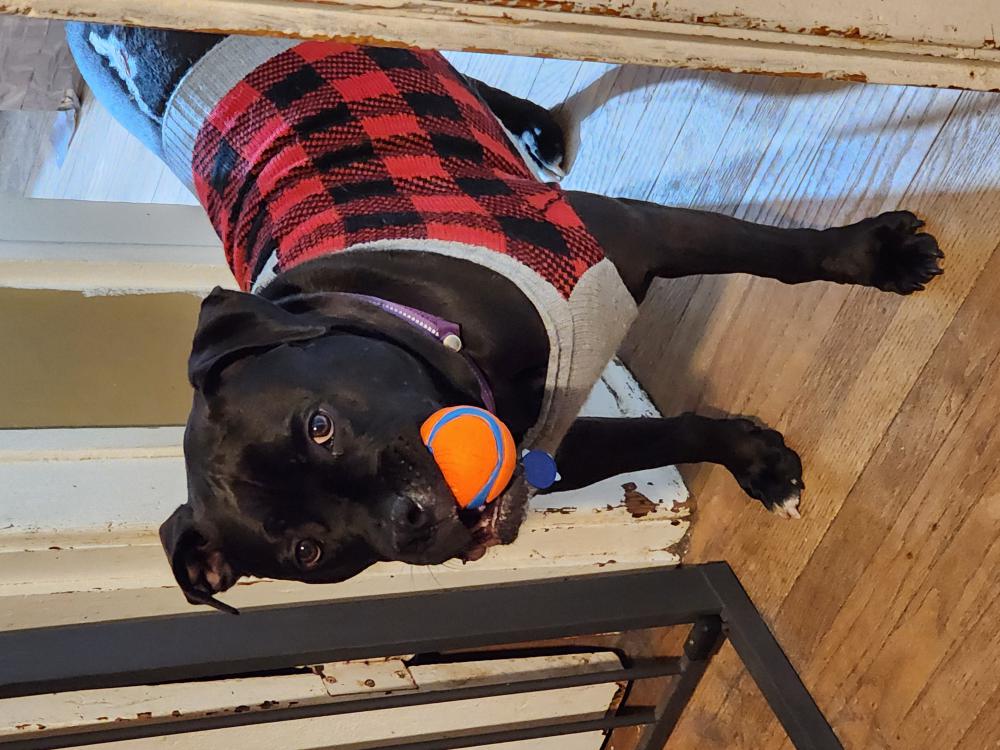 Found Dog Laura