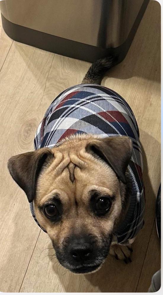 Found Dog Chase