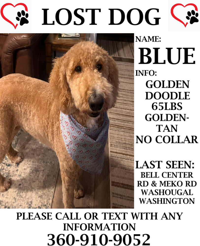 Found Dog BLUE