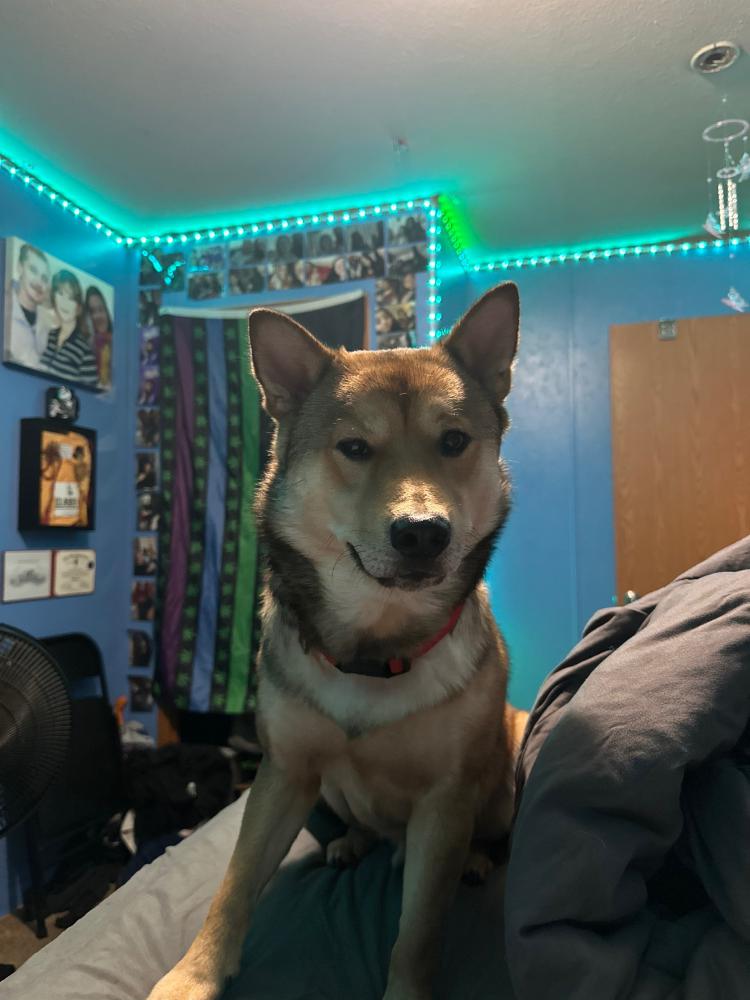 Found Dog Buddy