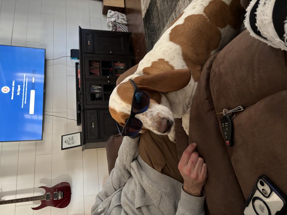 Found Dog Duke