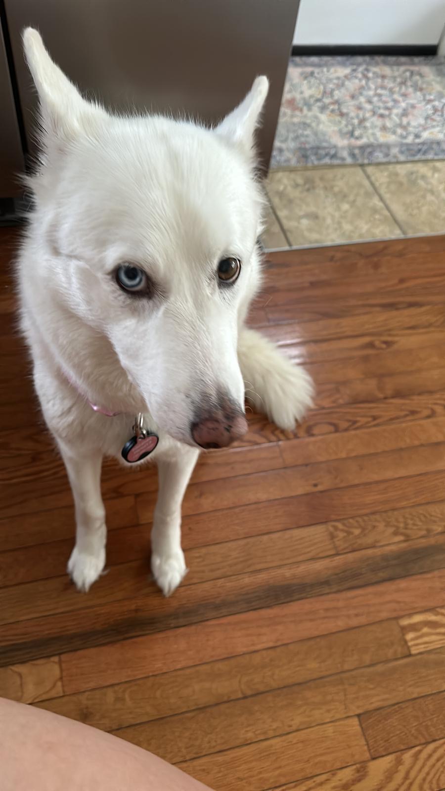 Found Dog Valentina
