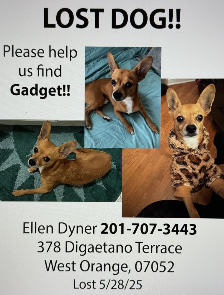 Found Dog Gadget