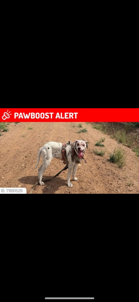 Found Dog daisy