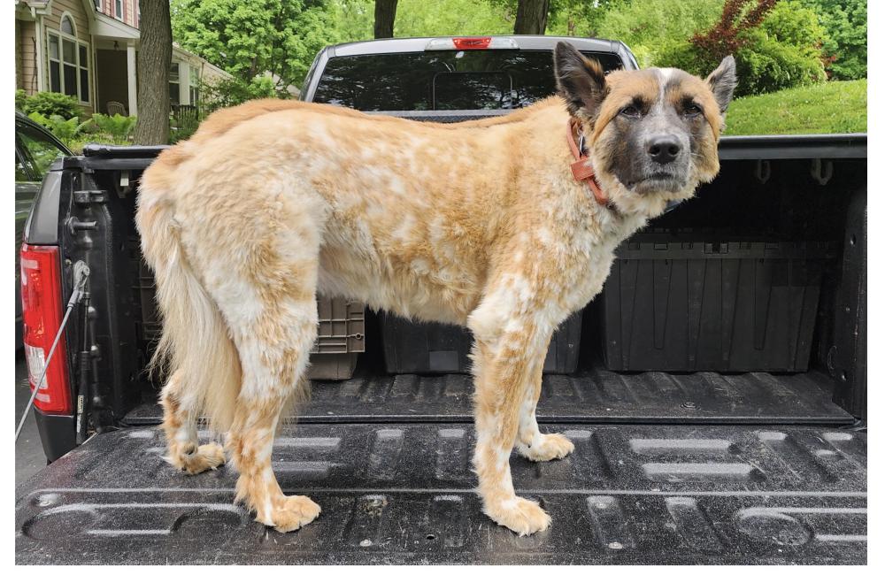 Found Dog Bandit