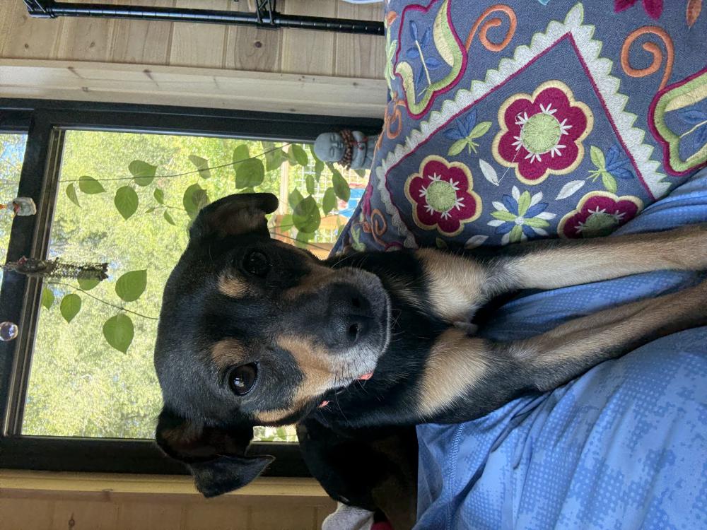 Found Dog Leo