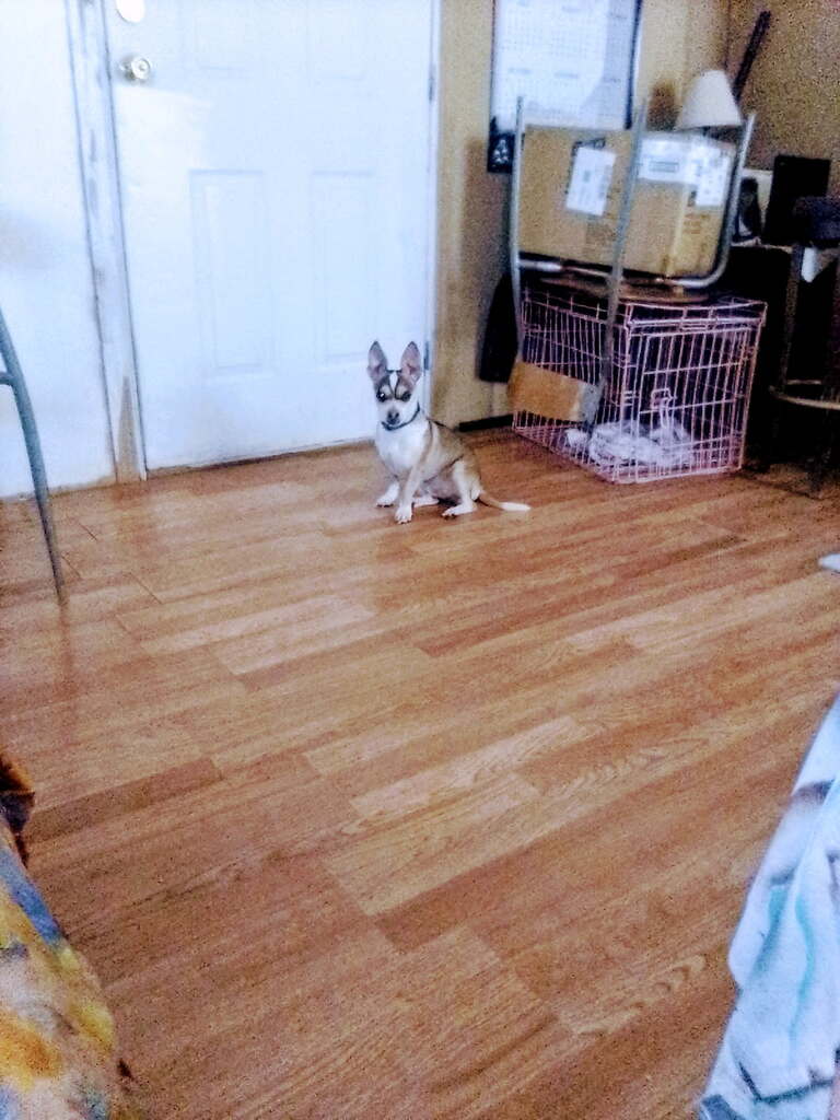 Found Dog Zeus