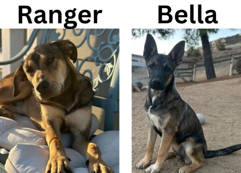 Found Dog Bella & Ranger 